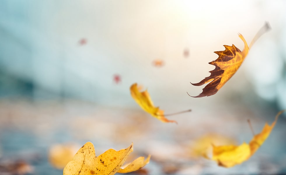 Fall Leaves