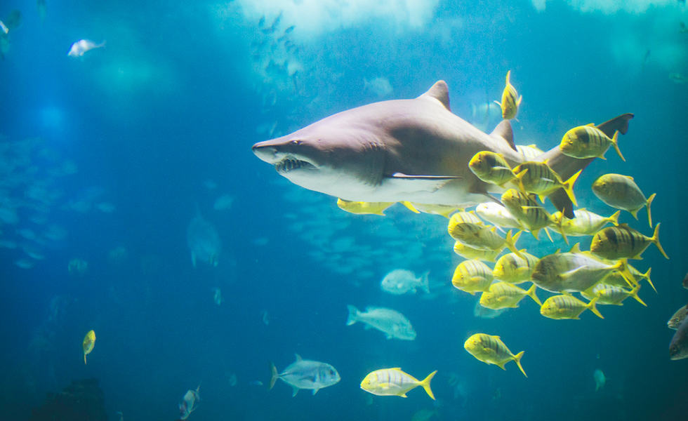 Wayfarer News - Shark Lagoon Nights at Aquarium of the Pacific