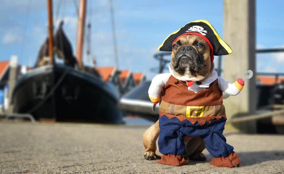 dog as pirate