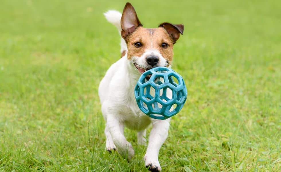 Dog with Toy