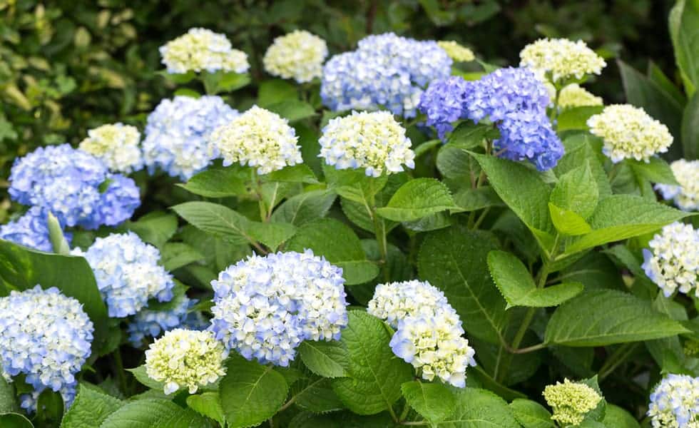 Wayfarer News - Dad’s Day Out @ South Coast Botanic Garden: JUNE 17