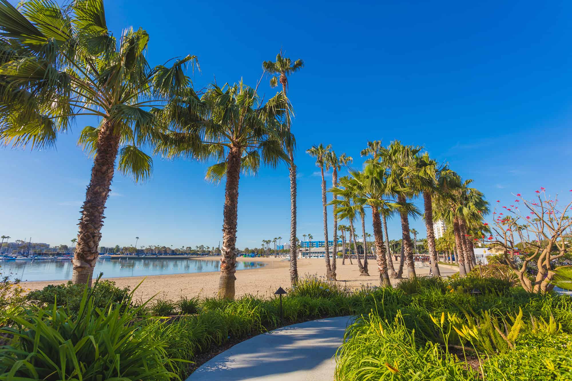 marina del rey palm trees