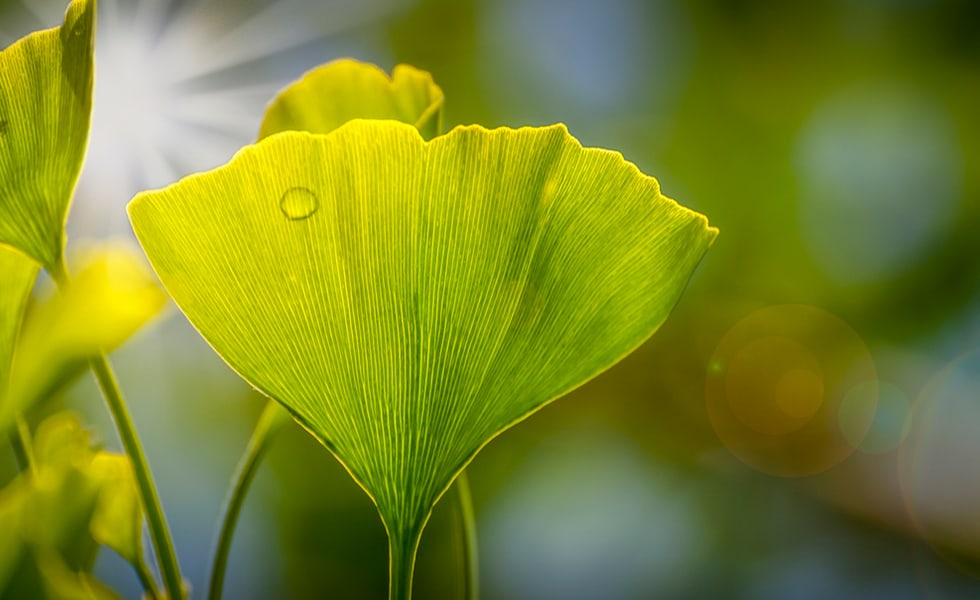 Ginko Leaf